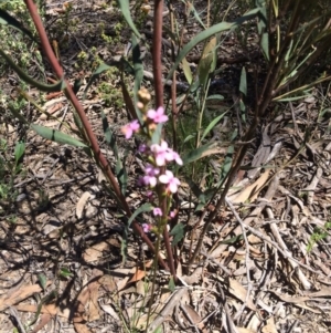 Stylidium graminifolium at Bruce, ACT - 4 Nov 2016 11:37 AM