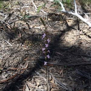 Stylidium graminifolium at Bruce, ACT - 4 Nov 2016 11:37 AM