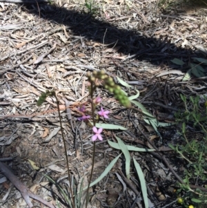 Stylidium graminifolium at Bruce, ACT - 4 Nov 2016 11:37 AM