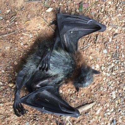 Pteropus poliocephalus (Grey-headed Flying-fox) at Burra, NSW - 14 Nov 2016 by RSharp