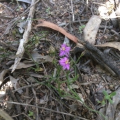 Thysanotus patersonii (Twining Fringe Lily) at Black Mountain - 4 Nov 2016 by kotch