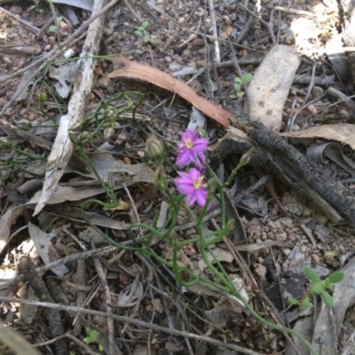 Thysanotus patersonii (Twining Fringe Lily) at Black Mountain - 4 Nov 2016 by kotch