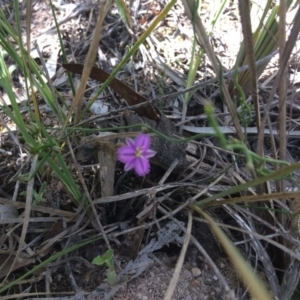 Thysanotus patersonii at Bruce, ACT - 4 Nov 2016 11:00 AM