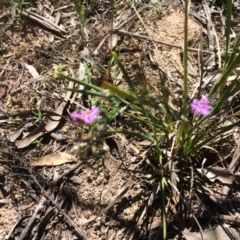 Thysanotus patersonii at Bruce, ACT - 4 Nov 2016 11:00 AM