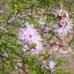 Kunzea parvifolia (Violet Kunzea) at Goorooyarroo NR (ACT) - 12 Nov 2016 by Fefifofum