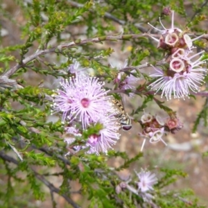 Kunzea parvifolia at Goorooyarroo NR (ACT) - 13 Nov 2016 10:41 AM