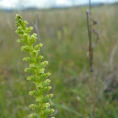 Microtis parviflora (Slender Onion Orchid) at Hume, ACT - 14 Nov 2016 by RichardMilner