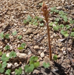 Orobanche minor (Broomrape) at Gungahlin, ACT - 13 Nov 2016 by Fefifofum