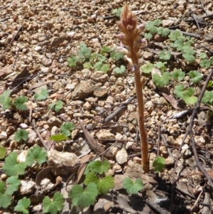 Orobanche minor at Gungahlin, ACT - 13 Nov 2016 12:26 PM