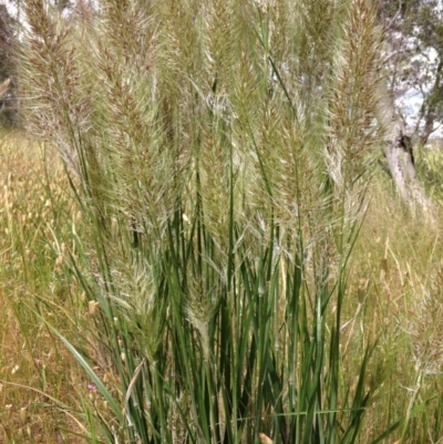 Austrostipa densiflora (Foxtail Speargrass) at Stirling Park - 13 Nov 2016 by Ratcliffe