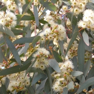 Eucalyptus melliodora at Tennent, ACT - 8 Oct 2010 12:00 AM