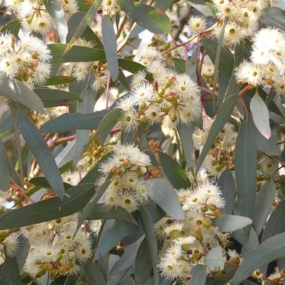 Eucalyptus melliodora (Yellow Box) at Tennent, ACT - 8 Oct 2010 by MatthewFrawley