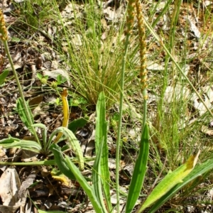 Plantago varia at Yarralumla, ACT - 13 Nov 2016 03:17 PM