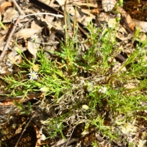 Vittadinia muelleri at Yarralumla, ACT - 13 Nov 2016