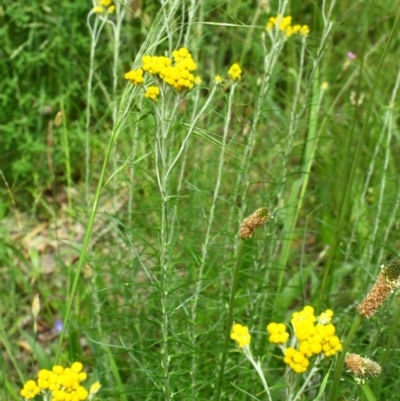 Chrysocephalum semipapposum (Clustered Everlasting) at Stirling Park - 13 Nov 2016 by Ratcliffe