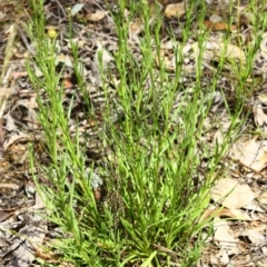 Rutidosis leptorhynchoides (Button Wrinklewort) at Yarralumla, ACT - 13 Nov 2016 by Ratcliffe