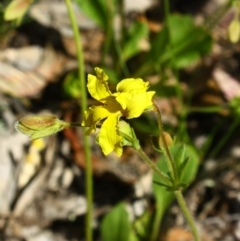 Goodenia paradoxa (Spur Goodenia) at Yarralumla, ACT - 13 Nov 2016 by Ratcliffe