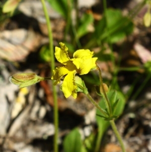 Goodenia paradoxa at Yarralumla, ACT - 13 Nov 2016 01:56 PM