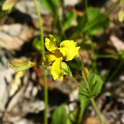 Goodenia paradoxa (Spur Velleia) at Yarralumla, ACT - 13 Nov 2016 by Ratcliffe