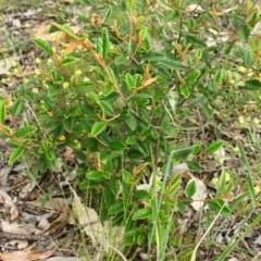 Pomaderris sp. at Yarralumla, ACT - 13 Nov 2016 by Ratcliffe