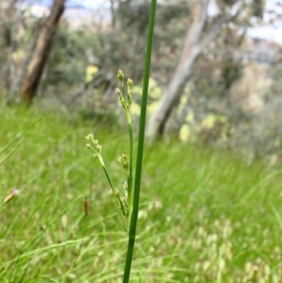 Juncus sp. (A Rush) at Stirling Park - 13 Nov 2016 by Ratcliffe