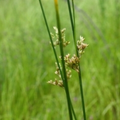 Juncus sp. at Yarralumla, ACT - 13 Nov 2016