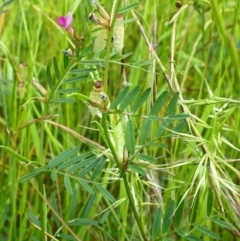 Vicia sativa subsp. nigra (Narrow-leaved Vetch) at Stirling Park - 13 Nov 2016 by Ratcliffe