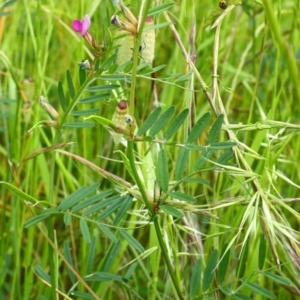 Vicia sativa subsp. nigra at Yarralumla, ACT - 13 Nov 2016 02:44 PM