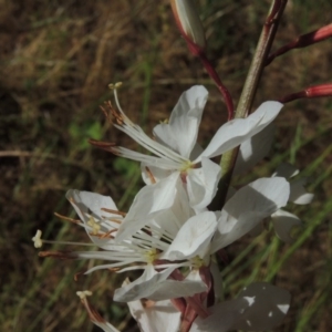 Oenothera lindheimeri at Conder, ACT - 14 Nov 2016