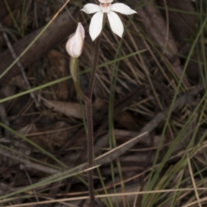 Caladenia alpina at Cotter River, ACT - 13 Nov 2016