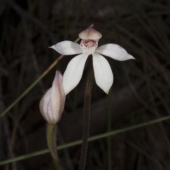 Caladenia alpina at Cotter River, ACT - 13 Nov 2016