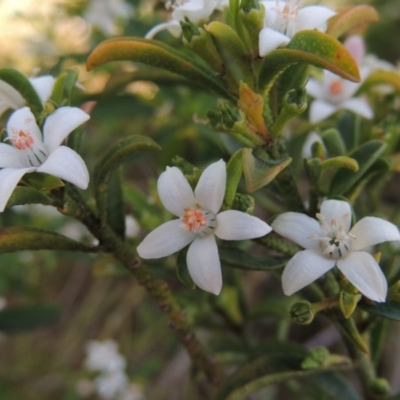 Philotheca trachyphylla (Rock Waxflower) at Banks, ACT - 13 Nov 2016 by michaelb