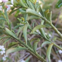 Philotheca trachyphylla at Banks, ACT - 14 Nov 2016