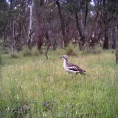 Burhinus grallarius (Bush Stone-curlew) at Mulligans Flat - 13 Nov 2016 by MulligansFlat1