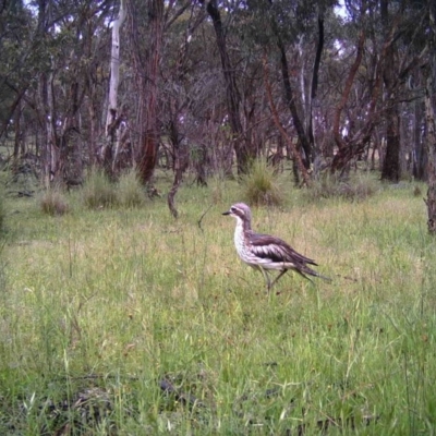 Burhinus grallarius (Bush Stone-curlew) at Gungahlin, ACT - 13 Nov 2016 by MulligansFlat1