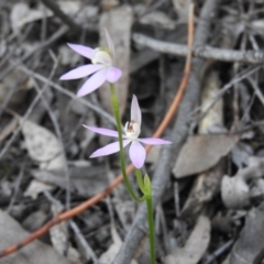Caladenia carnea (Pink Fingers) at Burrinjuck, NSW - 28 Sep 2016 by ArcherCallaway
