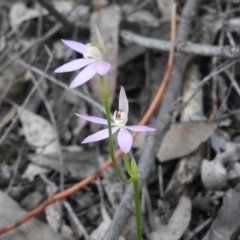 Caladenia carnea (Pink Fingers) at Burrinjuck Nature Reserve - 28 Sep 2016 by RyuCallaway