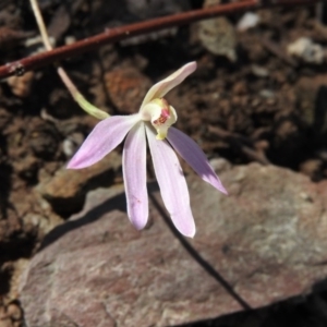 Caladenia carnea at Burrinjuck, NSW - suppressed