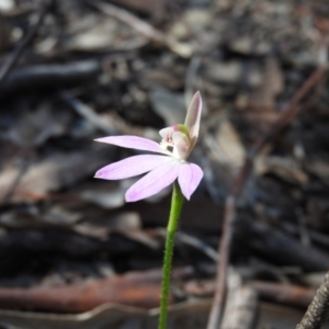 Caladenia carnea at Burrinjuck, NSW - suppressed