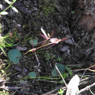 Cyrtostylis reniformis (Common Gnat Orchid) at Burrinjuck Nature Reserve - 28 Sep 2016 by RyuCallaway