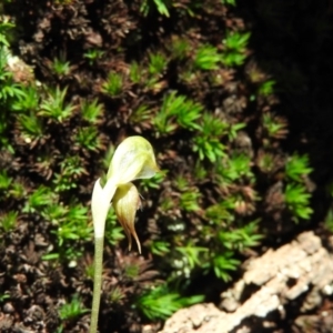 Oligochaetochilus aciculiformis at Burrinjuck, NSW - 28 Sep 2016