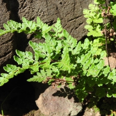 Cheilanthes austrotenuifolia (Rock Fern) at Burrinjuck Nature Reserve - 28 Sep 2016 by RyuCallaway