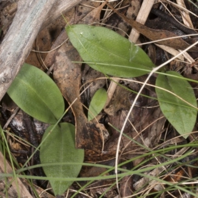 Chiloglottis valida (Large Bird Orchid) at Tennent, ACT - 13 Nov 2016 by DerekC