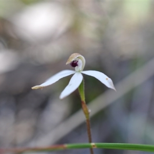 Caladenia cucullata at Point 4010 - suppressed