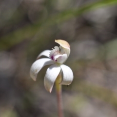 Caladenia moschata (Musky Caps) at Aranda, ACT - 6 Nov 2016 by catherine.gilbert