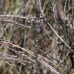 Austroaeschna multipunctata (Multi-spotted Darner) at Cotter River, ACT - 17 Jan 2016 by HarveyPerkins