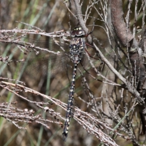 Austroaeschna multipunctata at Cotter River, ACT - 17 Jan 2016