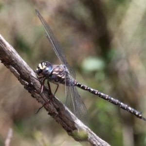 Austroaeschna multipunctata at Cotter River, ACT - 17 Jan 2016