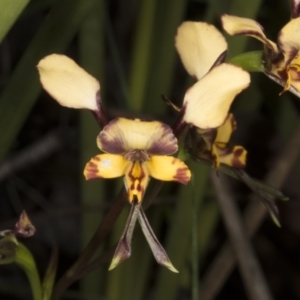 Diuris pardina at Cotter River, ACT - suppressed