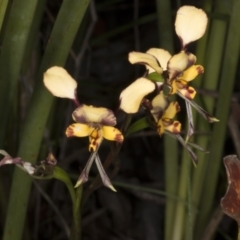 Diuris pardina at Cotter River, ACT - suppressed